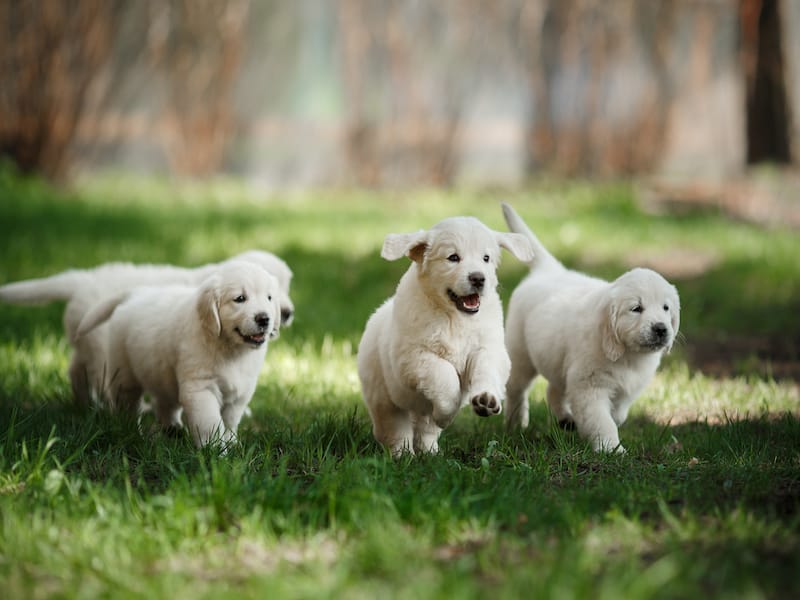 golden labrador puppies