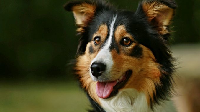 tricolor border collies