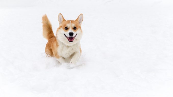 do corgi puppies shed