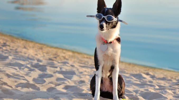 short haired border collie