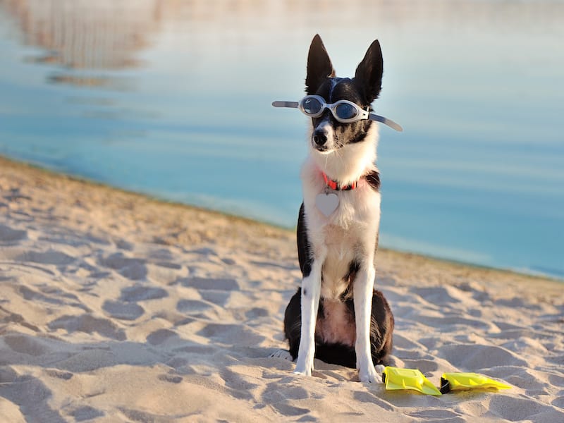 Short Haired Blue Eyed Border Collie - wide 9