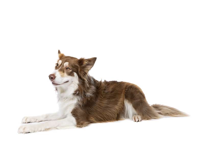 tricolor border collies