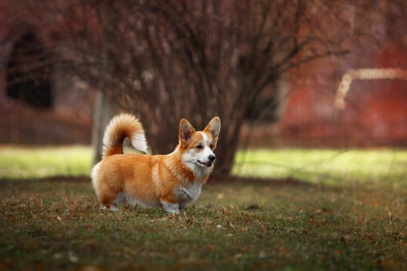 do corgis shed