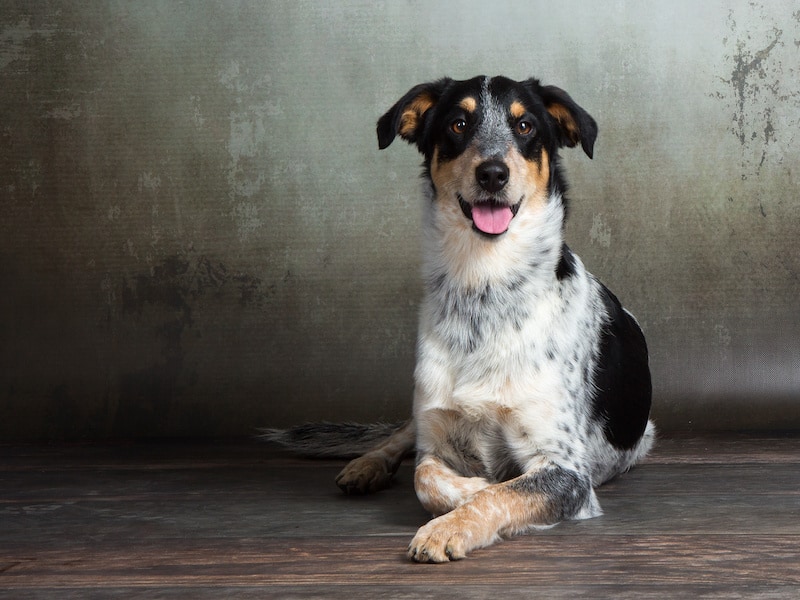 short haired border collie