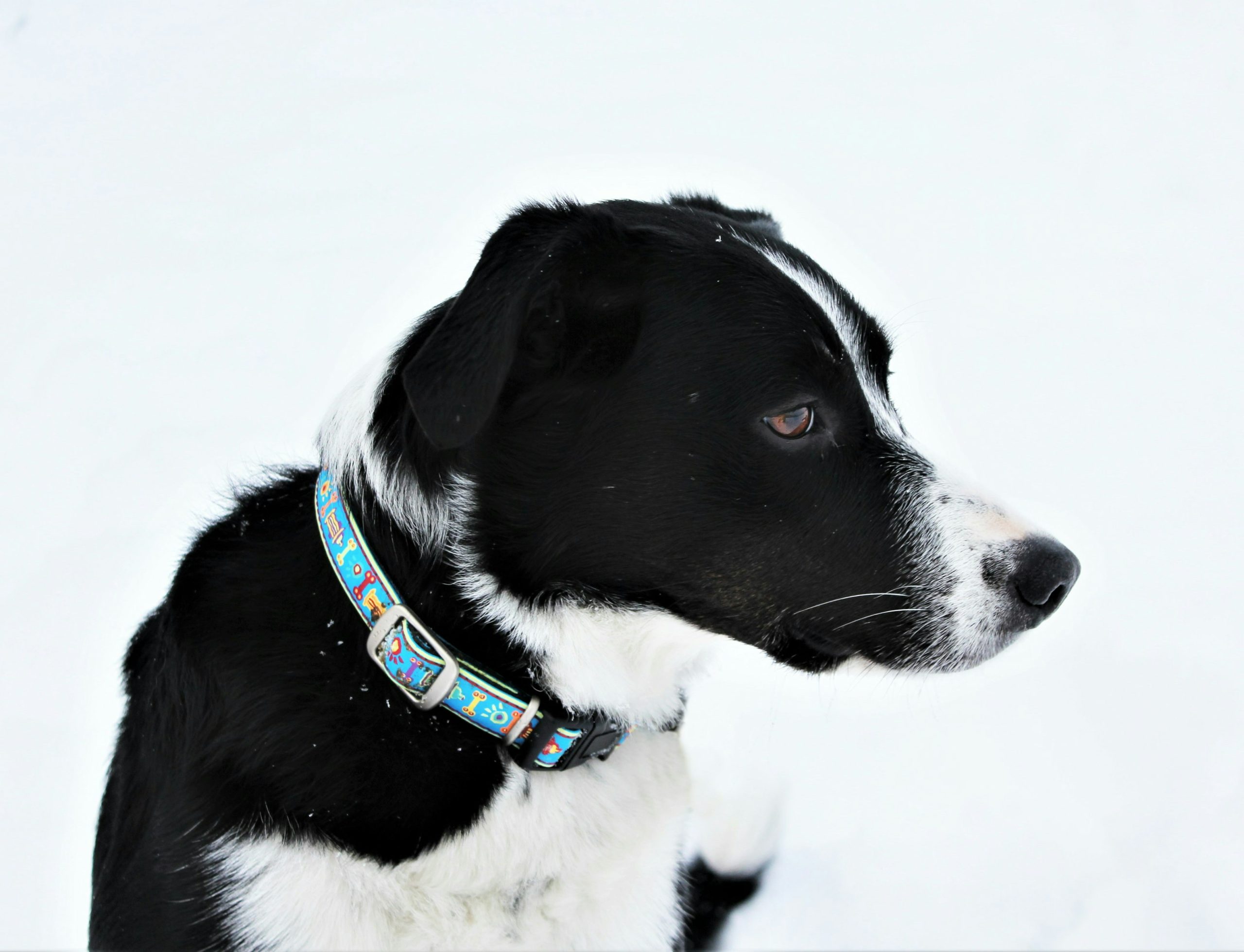 Short Haired Border Collie