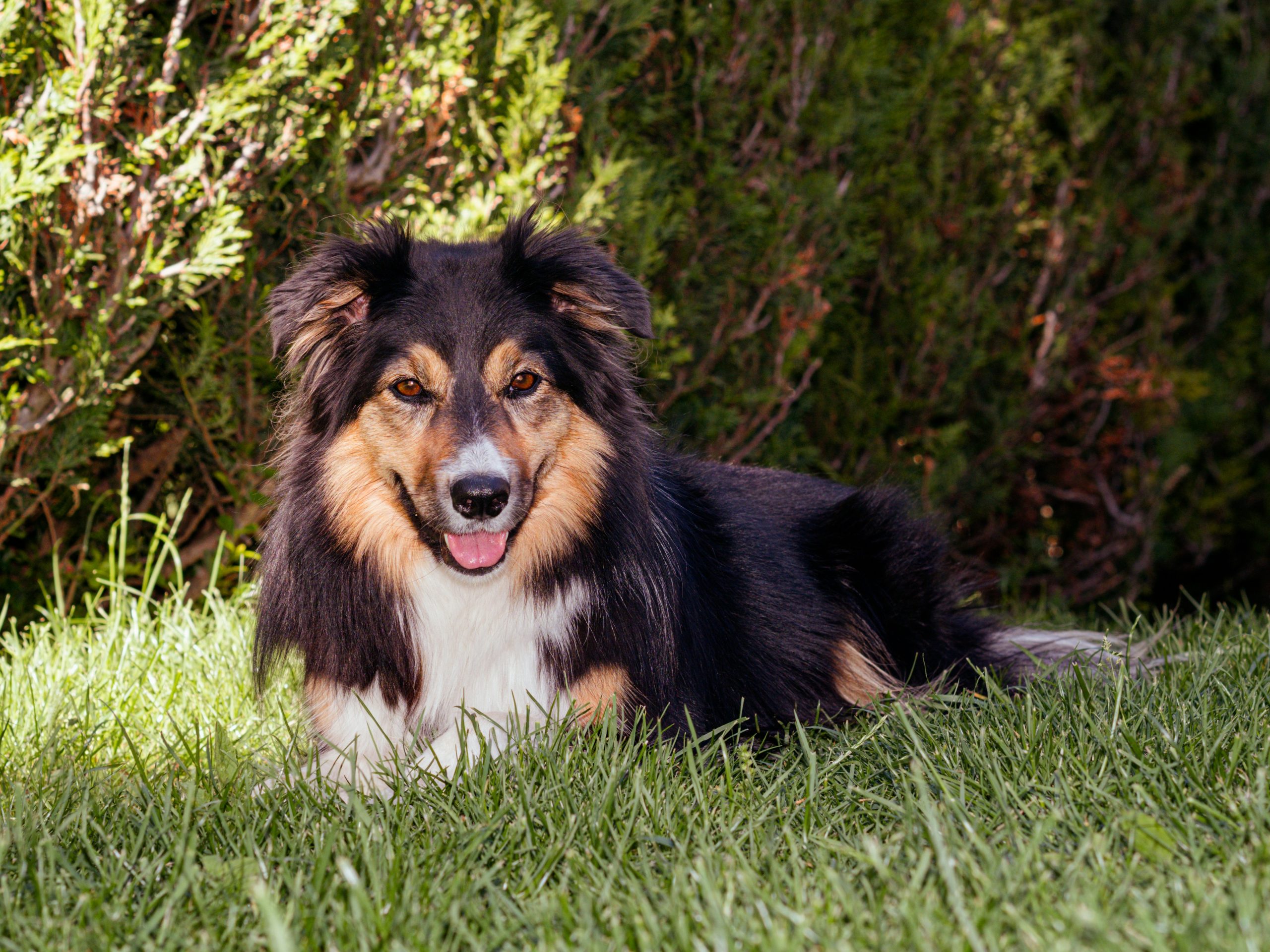 Border Collies