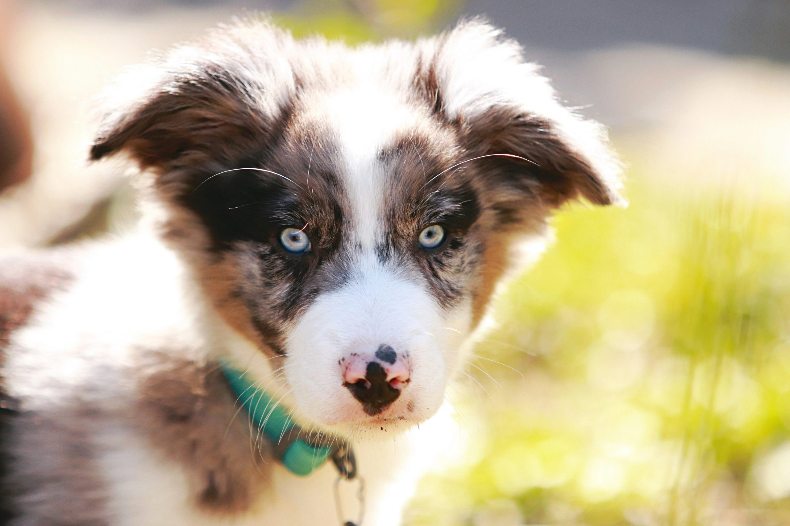 Blue Merle Border Collie