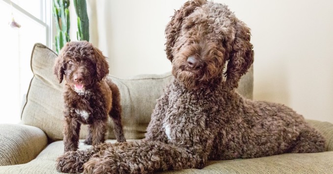 Shepadoodle: The Shepherd Poodle Mix | Things Dogs