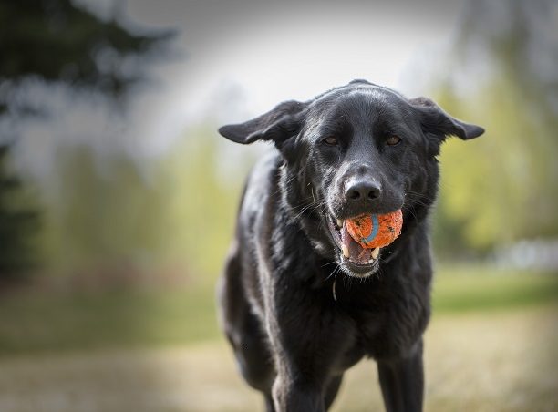 black lab german shepherd mix