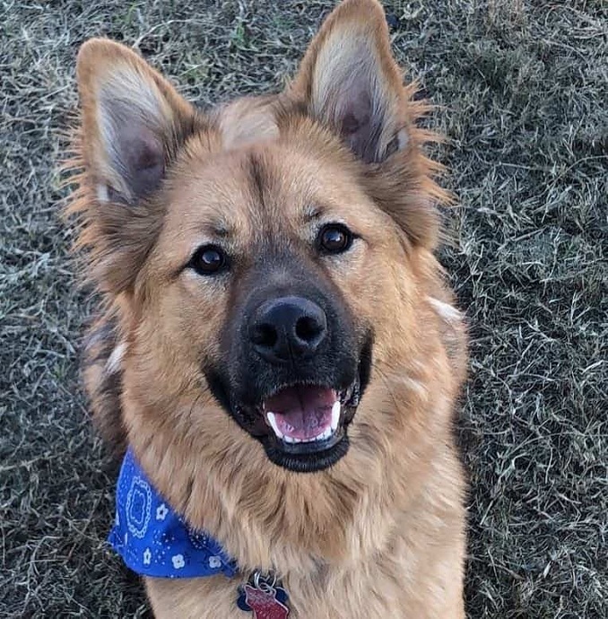 Chow Chow Shepherd mix