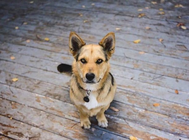 Shepherd corgi mix sales dogs