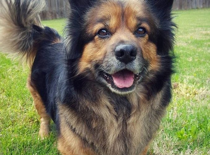 Corgi German Shepherd mix