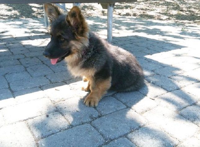 German Shepherd Corgi Mix Facts Traits Diet Health Needs