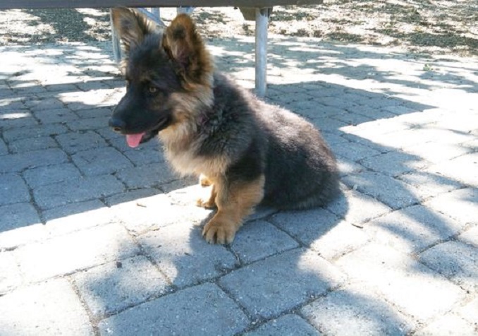 Corgi German Shepherd mix puppy