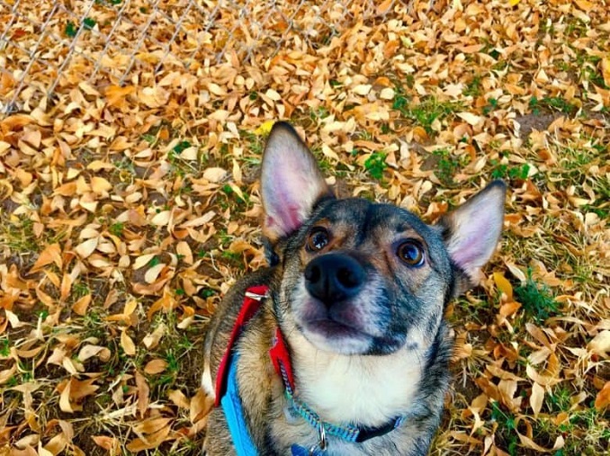 Corgi German Shepherd