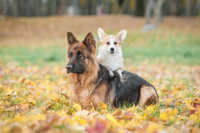 A German Shepherd and a Corgi sitting together on fallen leaves