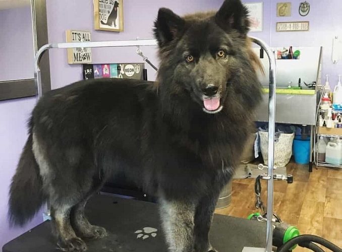 black chow husky mix