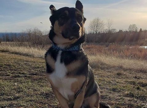 German Shepherd and Corgi mix