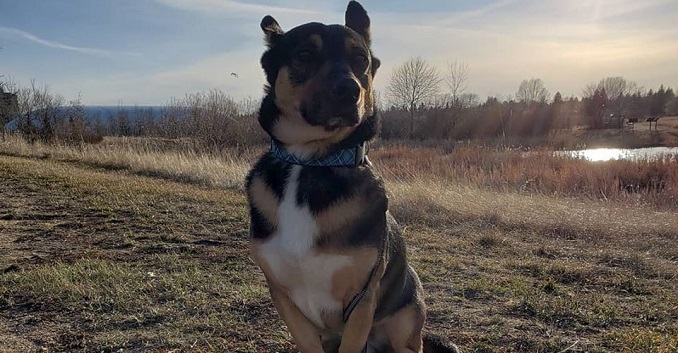 German Shepherd and Corgi mix