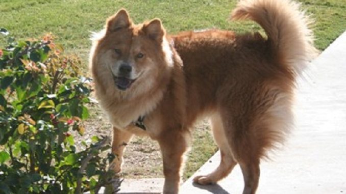 German Shepherd Chow Chow Mix