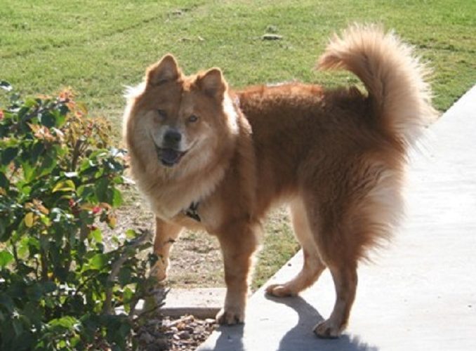 Chow chow mixed with german best sale shepherd