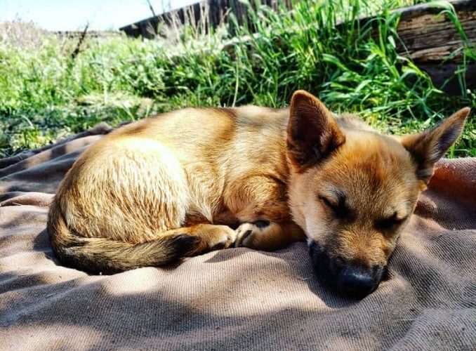German Shepherd Corgi