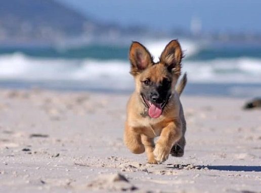 German Shepherd Corgi mix