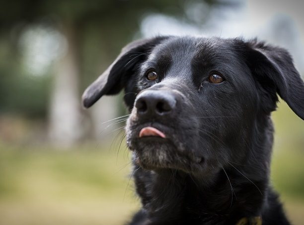 germna shepherd labrador mix