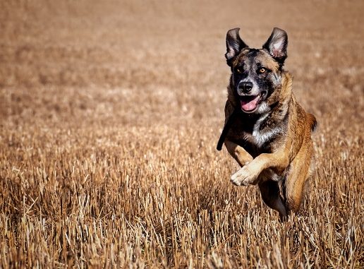 lab german shepherd mix