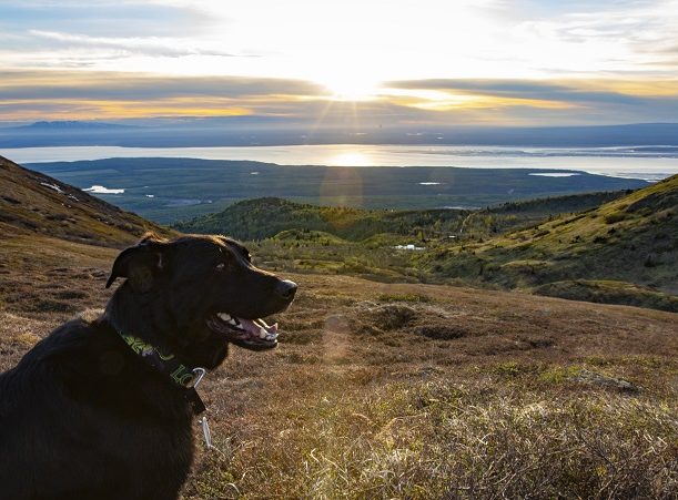 shepherd lab mix