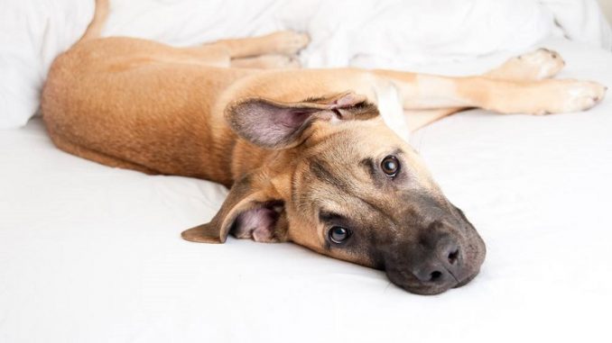 Great Dane German Shepherd Mix