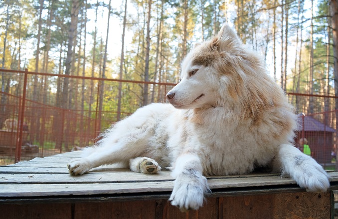 MacKenzie River Husky