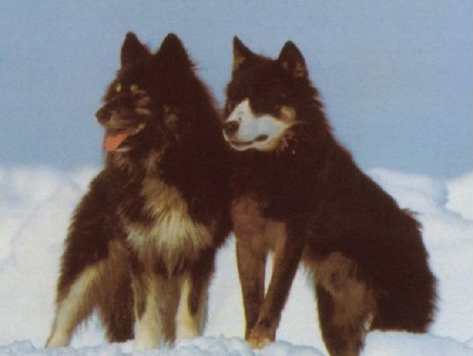 Sakhalin-Husky