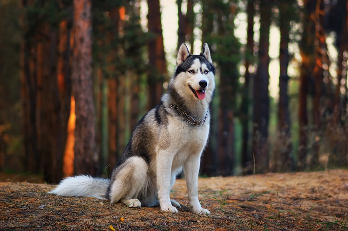 Siberian husky