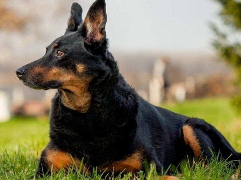 forfatter last pin German Shepherd Doberman Mix: The Doberman Shepherd | All Things Dogs