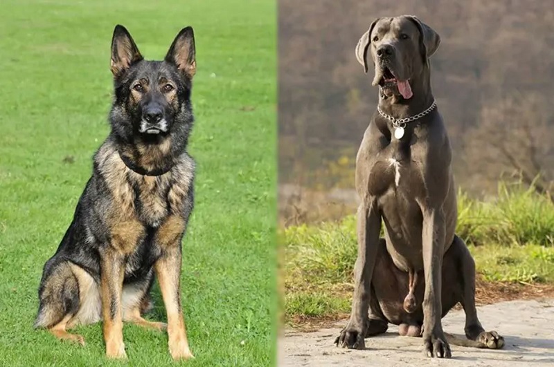 great dane and german shepherd