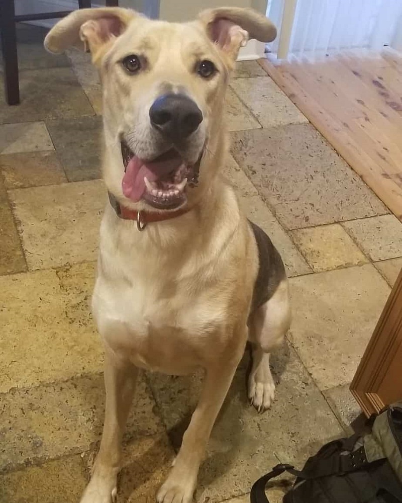 Australian Shepherd Great Dane Mix