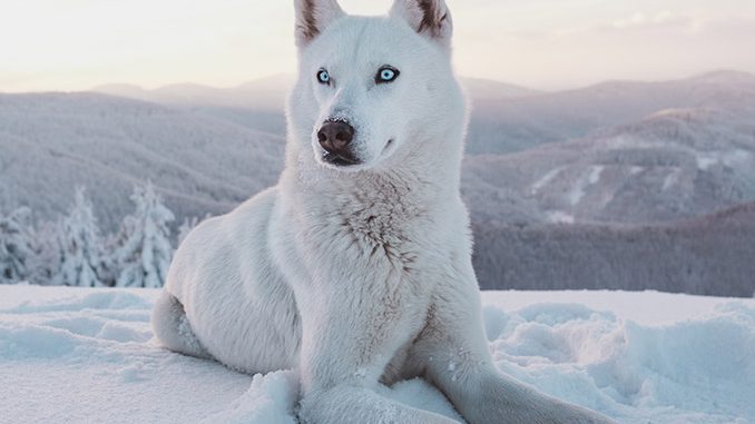 White Husky Laying on a Snowy Hill