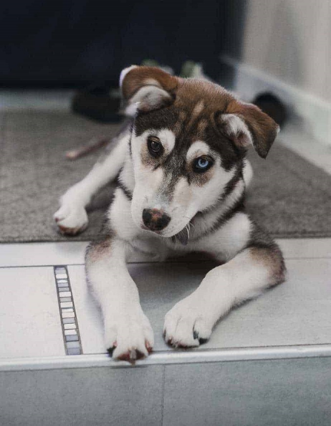 labrador husky