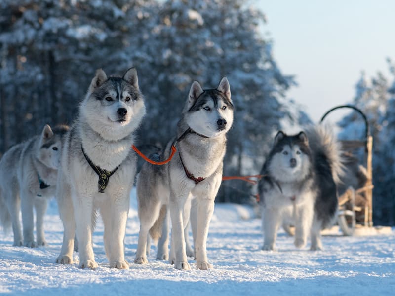 Siberian Husky Personality and Temperament