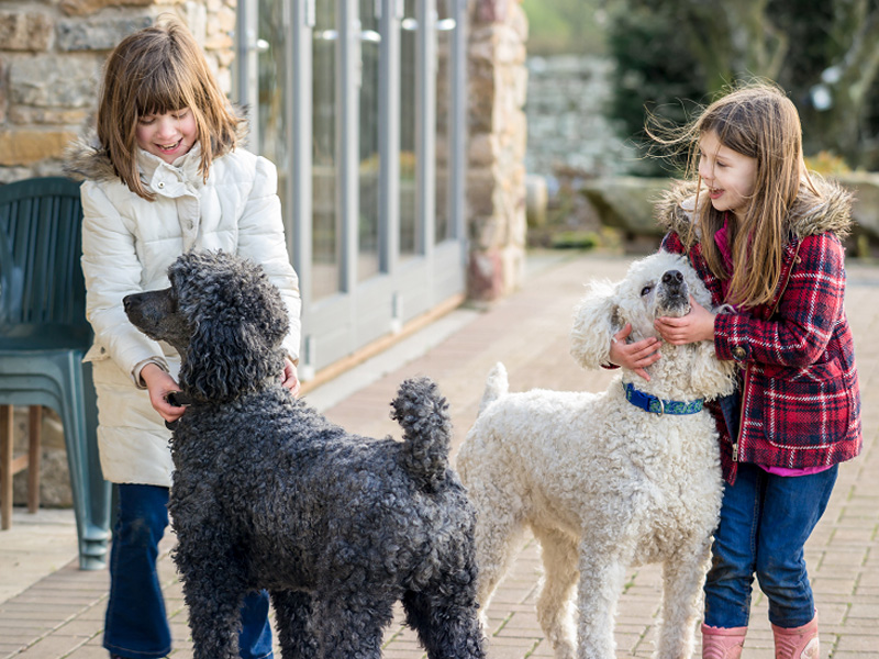 Should You Get a Standard Poodle