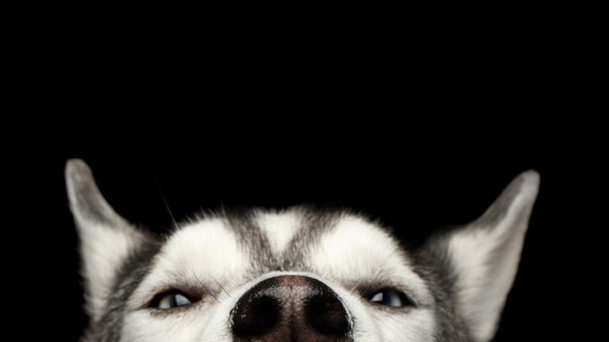 Siberian Husky