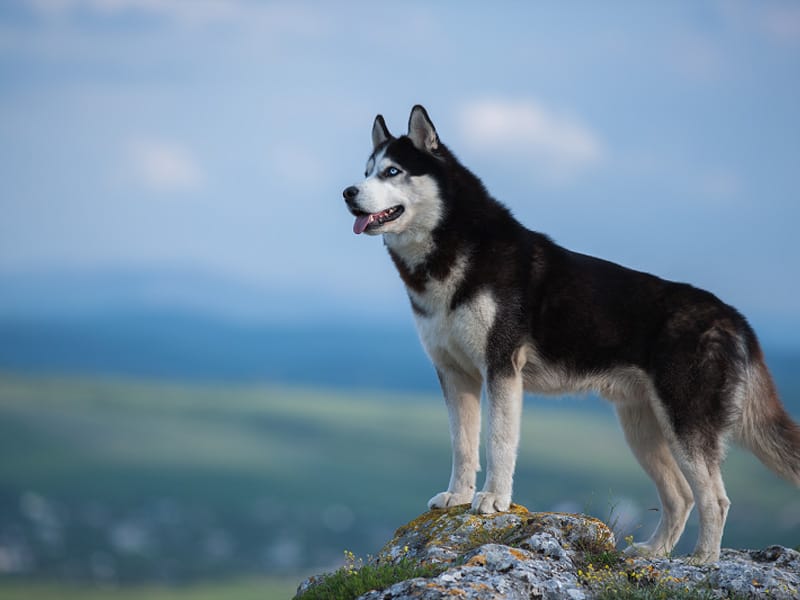 Siberian Husky appearance