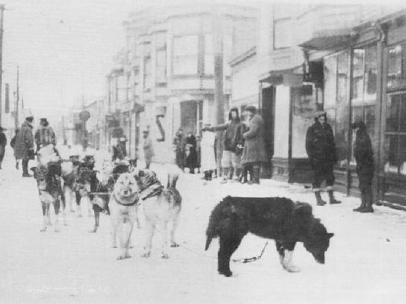 historical picture of siberian huskies in a snowy town