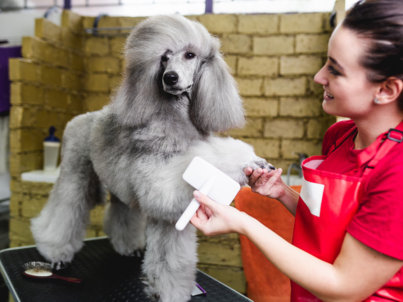 Taking Care of a Standard Poodle