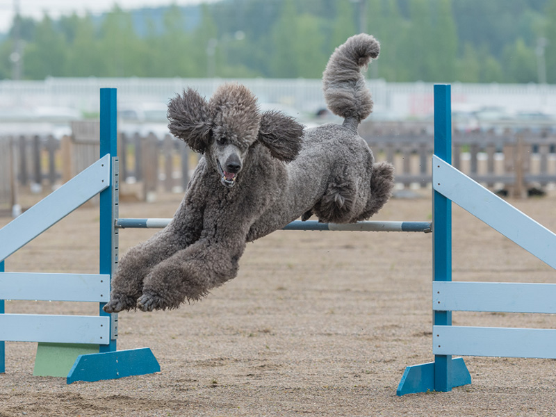 Training a Poodle