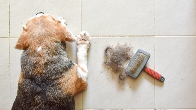 beagle lying on the floor next to a brush and a big pile of dog hair 