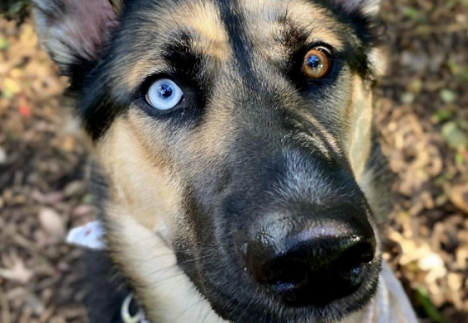 A blue and brown eyed shepsky in the woods