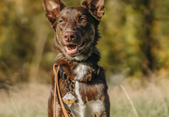 A brown and white coated shepsky in a field