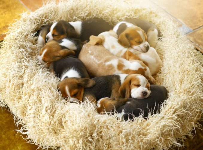Several cute differently colored beagle puppies sleeping on a doggy bed